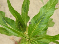 Eudiagogus episcopalis