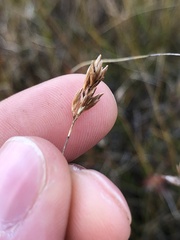 Rhynchospora capillacea