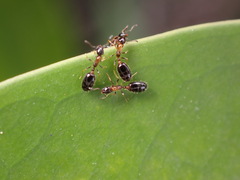 Monomorium floricola