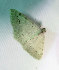 Frederickia nigricomma