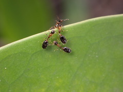 Monomorium floricola