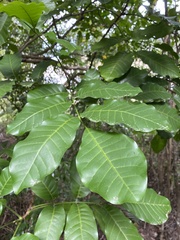 Dysoxylum spectabile