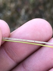 Rhynchospora capillacea