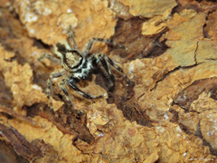 Menemerus bivittatus
