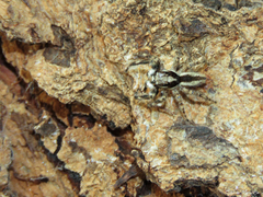 Menemerus bivittatus