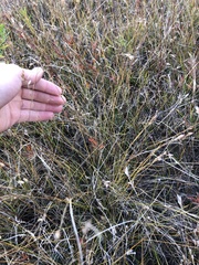 Rhynchospora capillacea