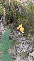 Cantharellus minor