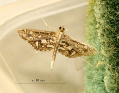 Nausinoe geometralis