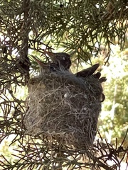 Sephanoides sephaniodes