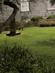 Vulpes vulpes crucigera