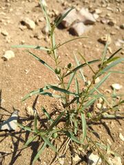 Pombalia verticillata