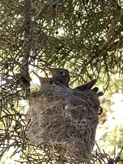 Sephanoides sephaniodes