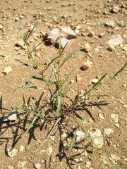 Pombalia verticillata