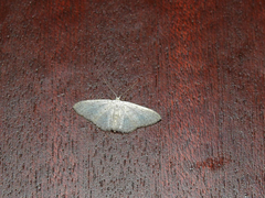 Idaea eugeniata