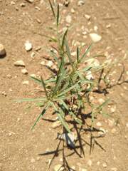 Pombalia verticillata