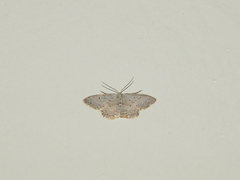 Idaea minuscularia