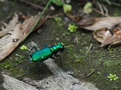 Cicindela sexguttata