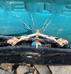 Platyptilia carduidactylus