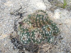 Coryphantha sulcata