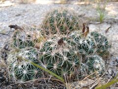 Coryphantha sulcata