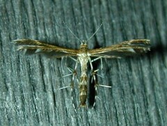 Dejongia lobidactylus