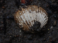 Gafrarium pectinatum