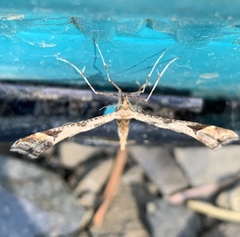 Platyptilia carduidactylus