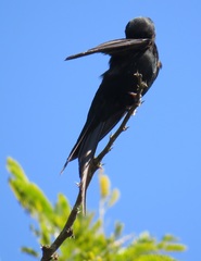 Psalidoprocne pristoptera