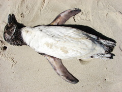 Spheniscus magellanicus