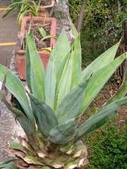 Agave