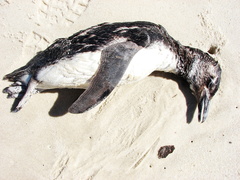 Spheniscus magellanicus