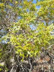 Quercus buckleyi