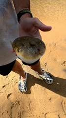 Sphoeroides maculatus