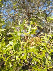 Quercus buckleyi