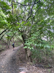 Dysoxylum spectabile