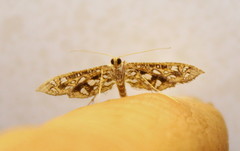 Nausinoe geometralis