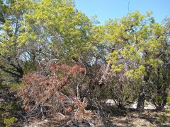 Quercus buckleyi