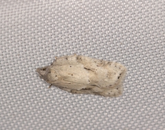 Acleris logiana