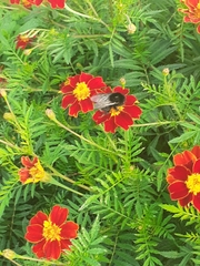 Bombus terrestris canariensis