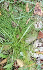 Eleocharis obtusa