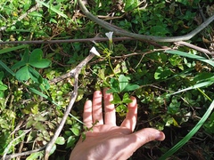 Oxalis