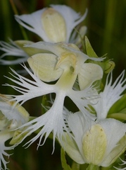 Platanthera praeclara