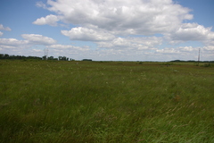 Platanthera praeclara