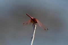 Trithemis annulata