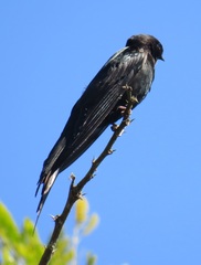 Psalidoprocne pristoptera