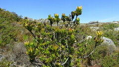 Leucadendron strobilinum