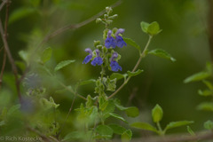 Salvia ballotiflora