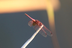 Trithemis annulata