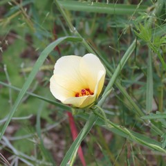 Hibiscus biseptus