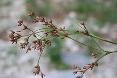 Cladium mariscus